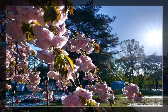 朝イチで撮った桜を、陽が昇ってからもう一度