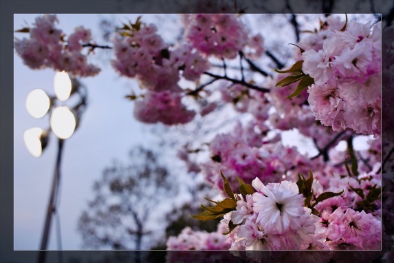 奥の方でヒッソリ咲いてた桜