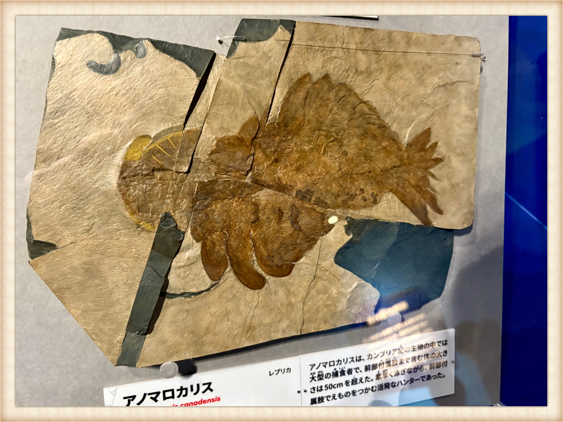 化石のアノマロカリス