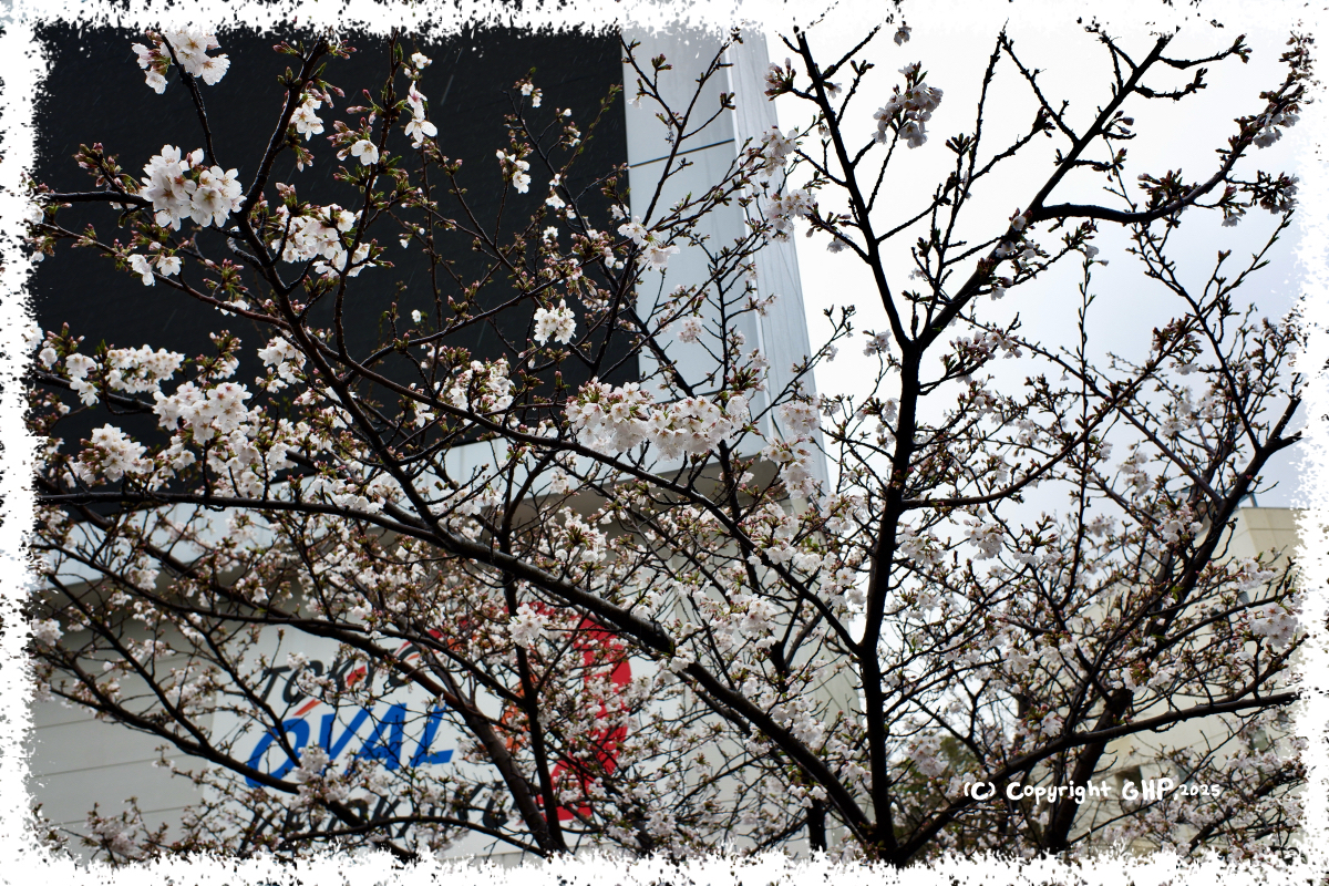 とはいえ、雨の桜も撮ったのである