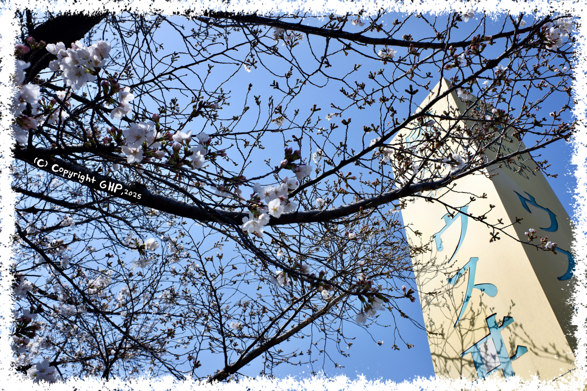 入り口の桜