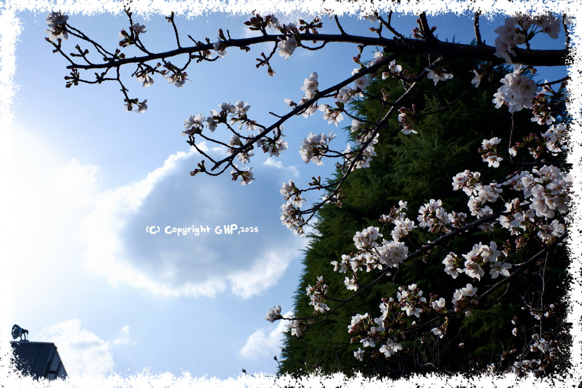 桜その１