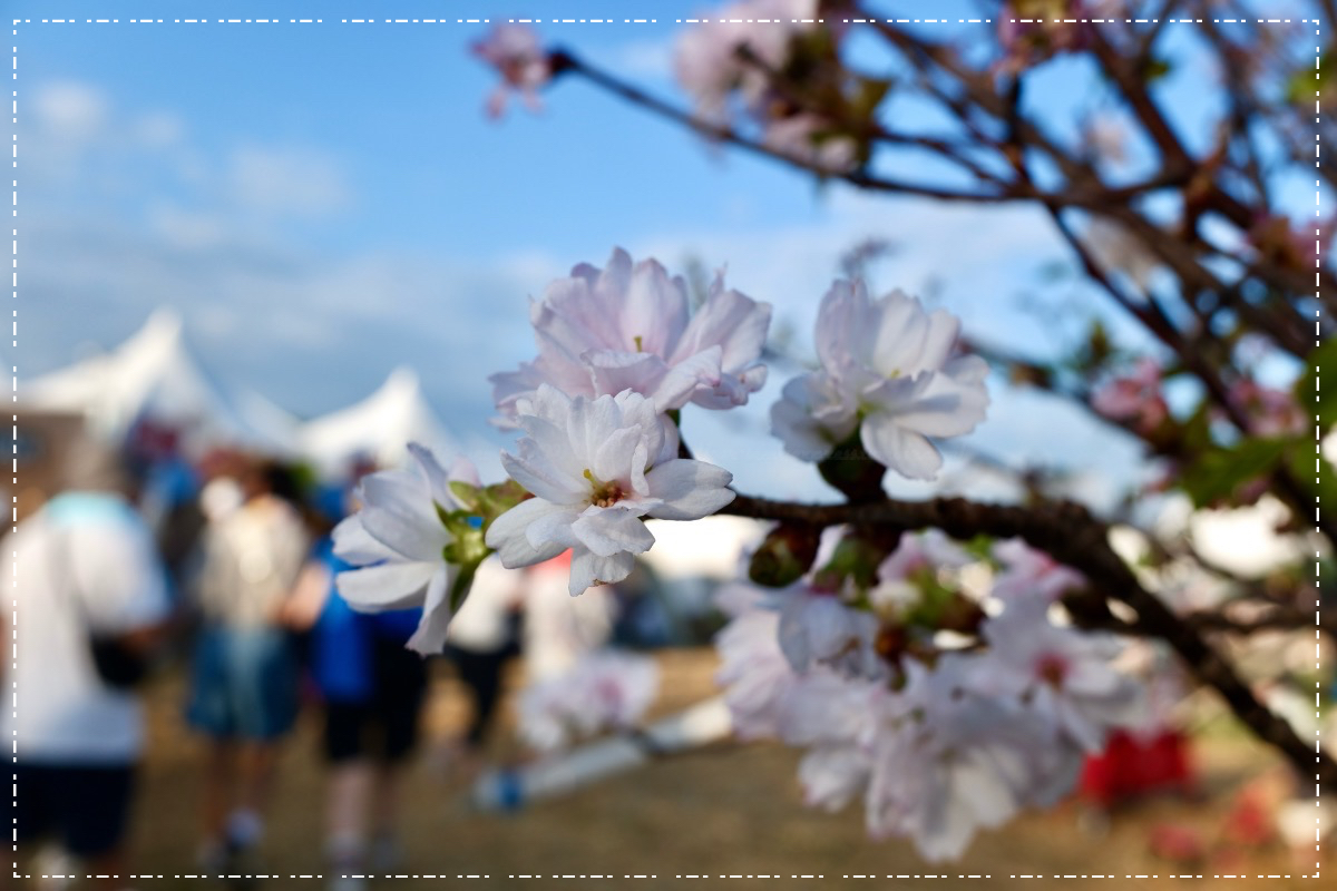 レポの桜はカラーで